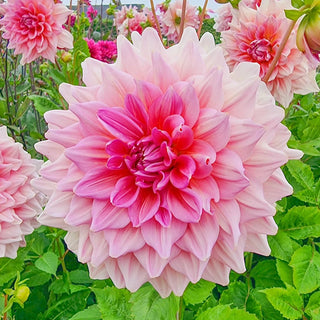 Otto Thrill Dahlia