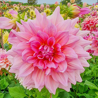 Otto Thrill Dahlia