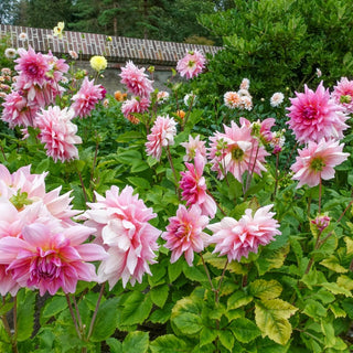 Otto Thrill Dahlia