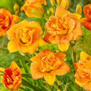 Double Orange Zephyr Daylily