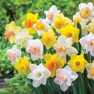 Early Spring Flowering Daffodil Mixture