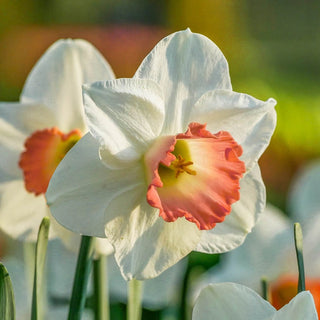 Pink Charm Daffodil