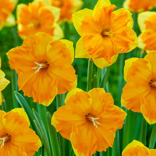 Outright Orange Daffodil