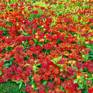 Siesta Dwarf Helenium