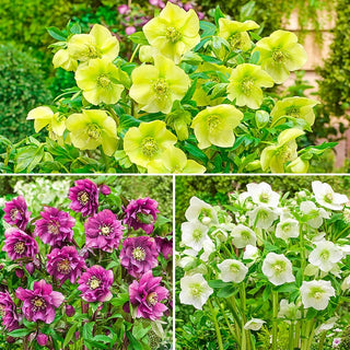 King Size Hellebore Collection