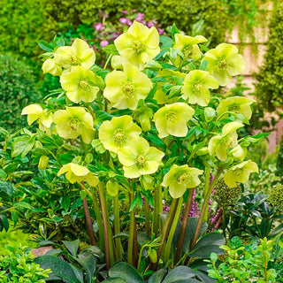 King Size Hellebore Collection