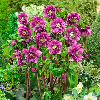 King Size Hellebore Collection