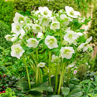 King Size Hellebore Collection