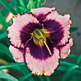 Collection Summertime Sweets Reblooming Daylily