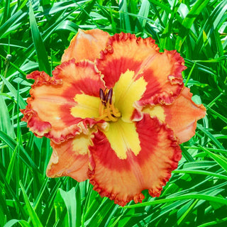 Collection Summertime Sweets Reblooming Daylily