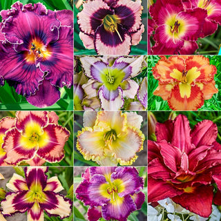 Ultimate Kaleidoscope Of Colour Reblooming Daylily Collection 67911