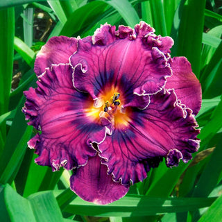 Ultimate Kaleidoscope Of Colour Reblooming Daylily Collection 67911