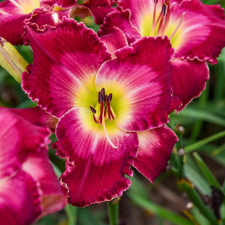 Ultimate Kaleidoscope Of Colour Reblooming Daylily Collection 67911