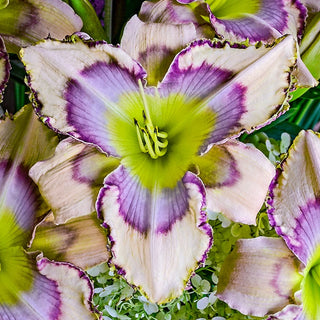 Ultimate Kaleidoscope Of Colour Reblooming Daylily Collection 67911