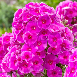 Cosmopolitan Phlox