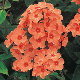 Orange Perfection Tall Phlox