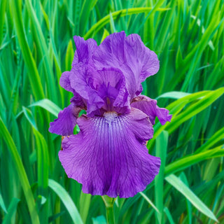 More Reblooming Bearded Iris