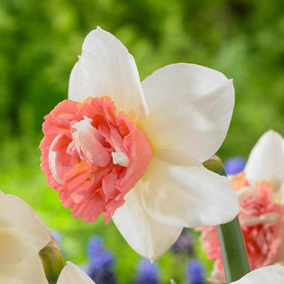 Candy Princess Daffodil