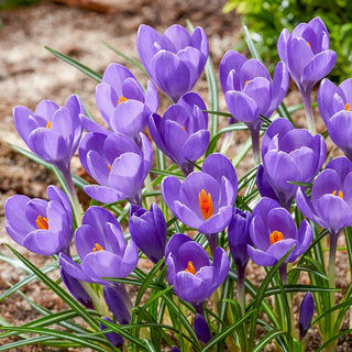 Aqua Giant Snow Crocus