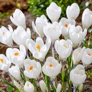 Ice Queen Giant Snow Crocus