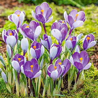 Whale Shark Giant Snow Crocus