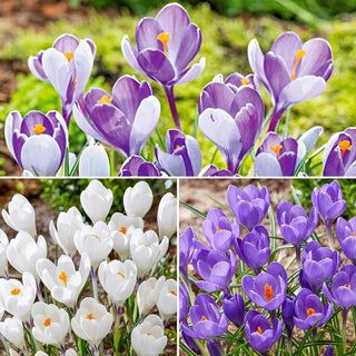 Giant Snow Crocus Collection