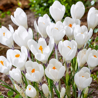 Giant Snow Crocus Collection