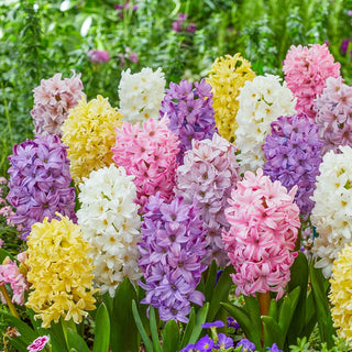 Giant Pastel Hyacinth Mixture