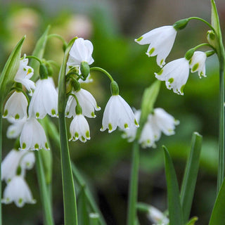 Gravetye Giant Summer Snowflake