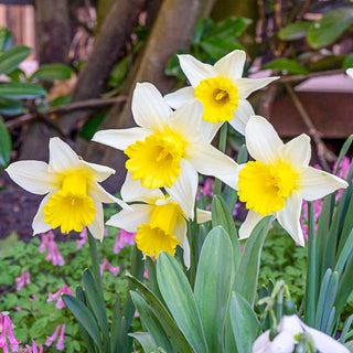 January Silver Daffodil