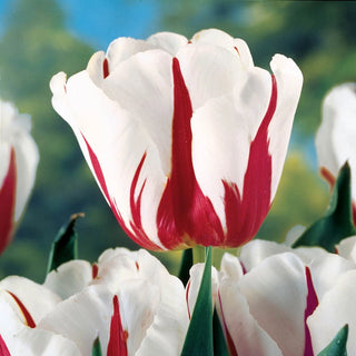 Carnaval De Rio Tulip