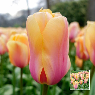 Blushing Tulip Impression