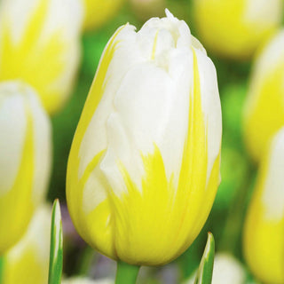 Lemon Meringue Tulip