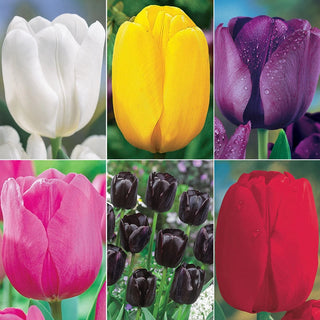 Garden Pillar Tulip Collection