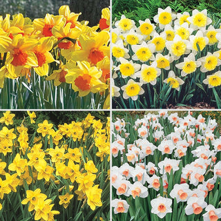 Amazing Naturalizing Daffodil Collection 