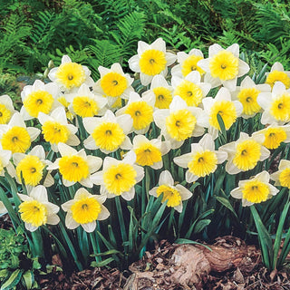 Amazing Naturalizing Daffodil Collection 