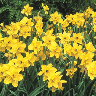 Amazing Naturalizing Daffodil Collection 