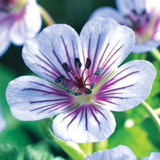 Crystal Lake Hardy Geranium