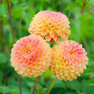 Jowey Nicky Giant Dahlia Ball