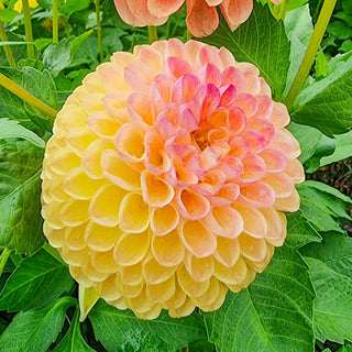 Jowey Nicky Giant Dahlia Ball