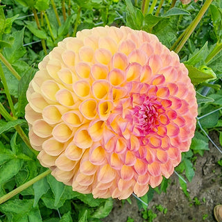 Jowey Nicky Giant Dahlia Ball