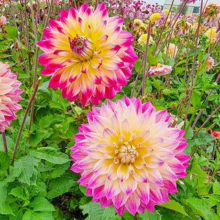 Rosy Delight Ball Dahlia