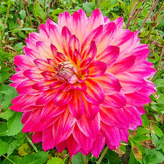 Rosy Delight Ball Dahlia