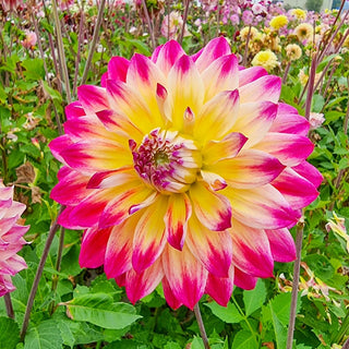 Rosy Delight Ball Dahlia