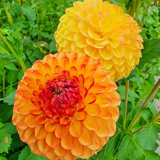 Sunny Boy Dahlia