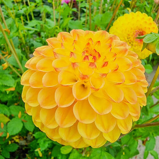 Sunny Boy Dahlia