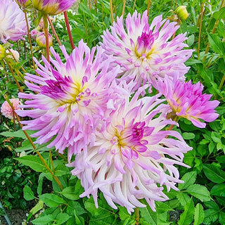 Bold Accent Dahlia