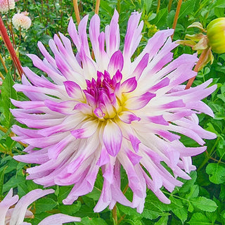 Bold Accent Dahlia