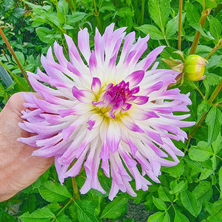 Bold Accent Dahlia