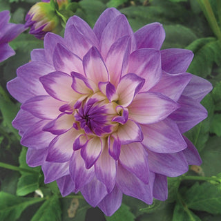 Blue Wish Dahlia